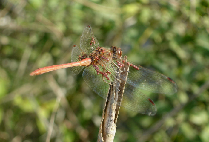 Sympetrum meridionale con idracaridi